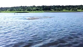 A hippopotamus attack on a boat with tourists. Africa. Botswana.