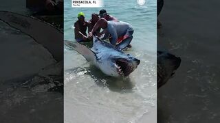 Florida Couple Helps Shark Back into Ocean _ AccuWeather