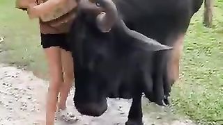 Bull vs Strong Girl