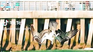 Eagle Shikaar????????