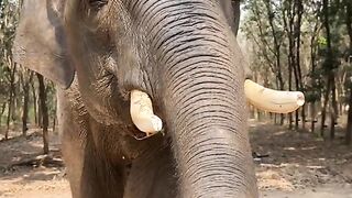Amazing videos vol 547