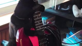 Cat Tries to Play Guitar | Rockstar