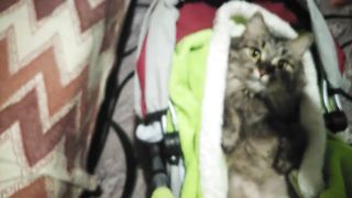 наглая кошка