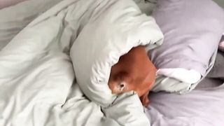Boxer Dog Falls Off Bed While Playing With Blankets