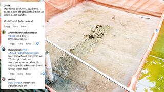 Apakah benar POHON SAWIT berperan besar bikin air kolam cepat surut❓