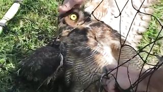 Owl Tangled in Soccer Goal Gets Rescued
