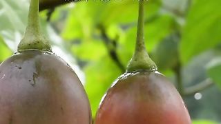 Harvesting fruit in the countryside _fruit _harvest _countryside