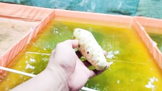 MENGKUDU lempar kekolam dengan dalih mengobati ikan lele BISA atau TIDAK❓