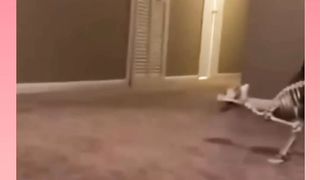 funny videos of Pja
