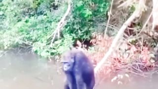 ---- Funny animal videos ---- __ I sincerely hope you enjoy it_