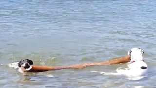 Adorable Dogs Try To Get Log Out Of Water