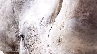 Amazing video
