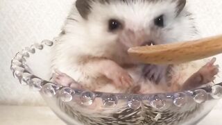 We Hedgehogs