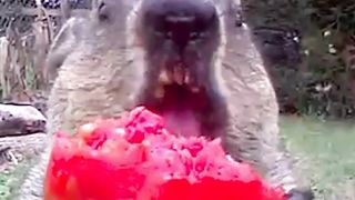 Groundhog Adorably Munches on Tomato