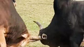 This is not Bulls Fighting or battle but it is a war. Don't forget to subscribe