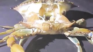 Timelapse of crab molting from it's shell.