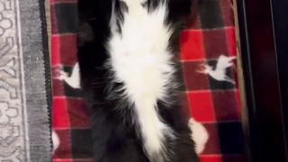 Cat Lays Outstretched Next to Fireplace