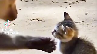 Cat monkey love # care