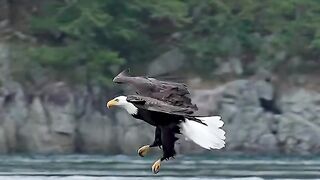 If you ever wanted to see a perfect example of an eagle’s ability to fly, grab a fish and eat it in mid air, I think this is it.