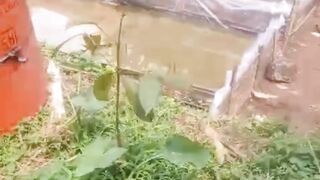 Kolam RANGKA BAMBU media penampungan airnya PLASTIK P.E Lumayan untuk belajar budidaya lele