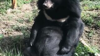 Amazing video