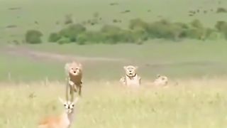 A+CHEETAH+RUNNING+AT+120KPH%E2%9A%A1FAILS+TO+PREY