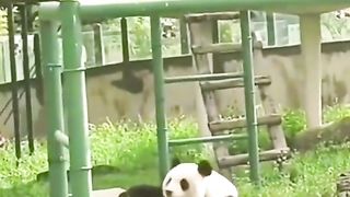 funny panda
