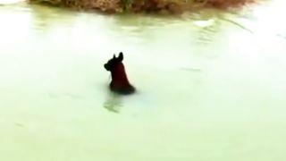 Dog+Prank+with+Duck ????????????????????????