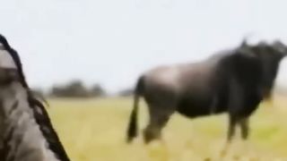 wildebeest+protecting+baby+from+hyena