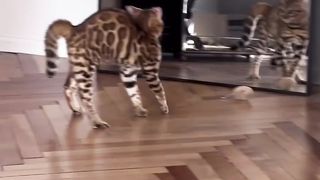 funny videos of Pja