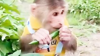 funny videos of Pja