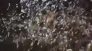 Mau tau ukuran LELE SANGKAL, seperti ini contohnya