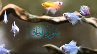 surah al haqqah Muhammad Huzaifa