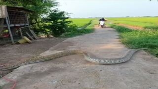 A large Python