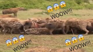 Lions And Hyenas Fight For food