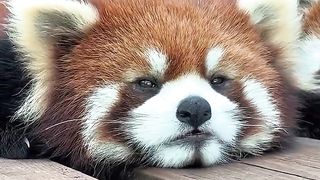 Relaxing red panda