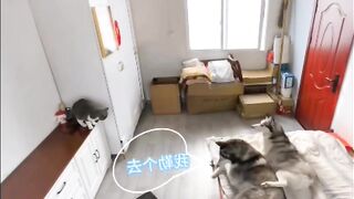 Funny animals