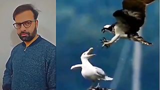 Eagle vs segal