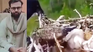 Crow vs Eagle