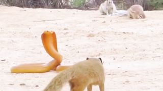 # The # fitting  #Animals .#