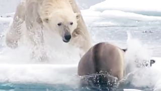 #The, animals no save life #