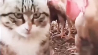 #This is funny video  ,Animals #