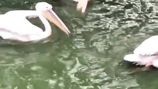 Amazing video