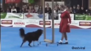Funny animals