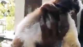 Shitsu puppy