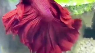 The red betta fish is dancing very beautifully