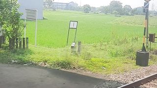 beautiful views of green rice fields when riding the train