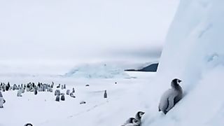 Penguin on snow ⛄️  ❄️❄️