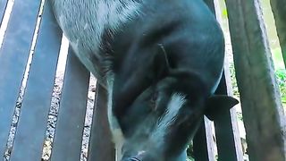 Amazing video