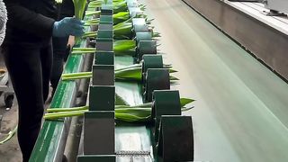 Packing flower